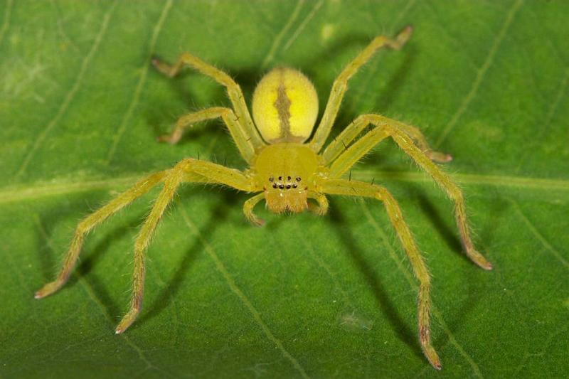 Neosparassus_ZZ280_D2684_Z_85_-_Australie.jpg