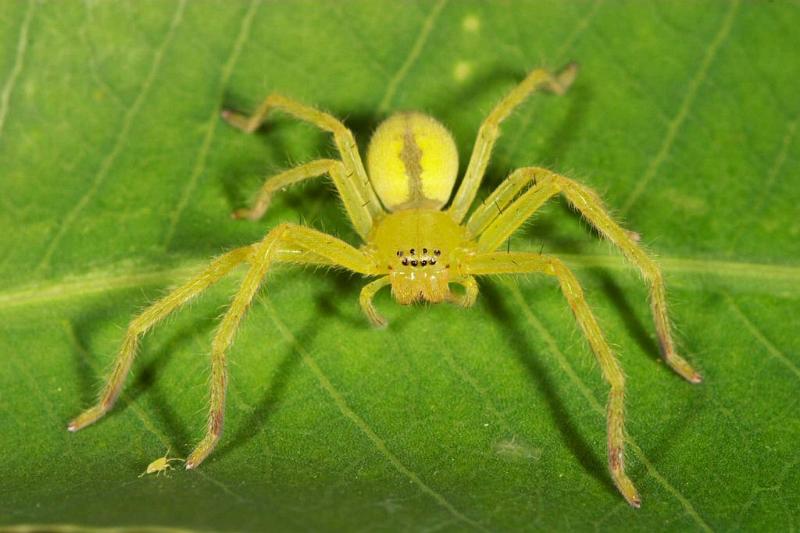 Neosparassus_ZZ280_D2685_Z_81_-_Australie.jpg