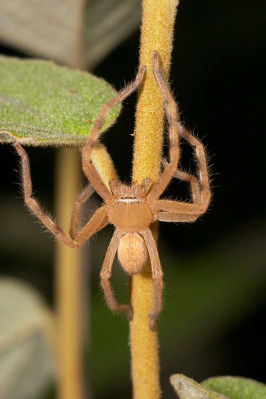 Neosparassus_ZZXYX_D2665_Z_80_-_Australie.jpg