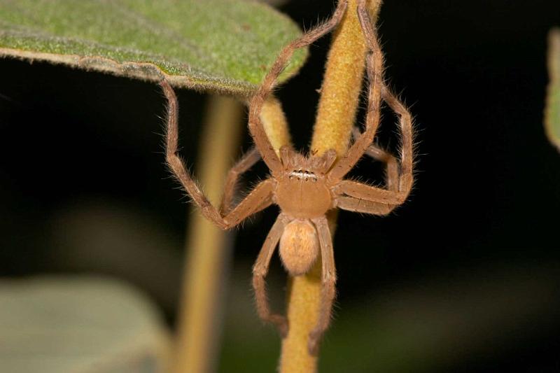Neosparassus_ZZXYX_D2666_Z_78_-_Australie.jpg