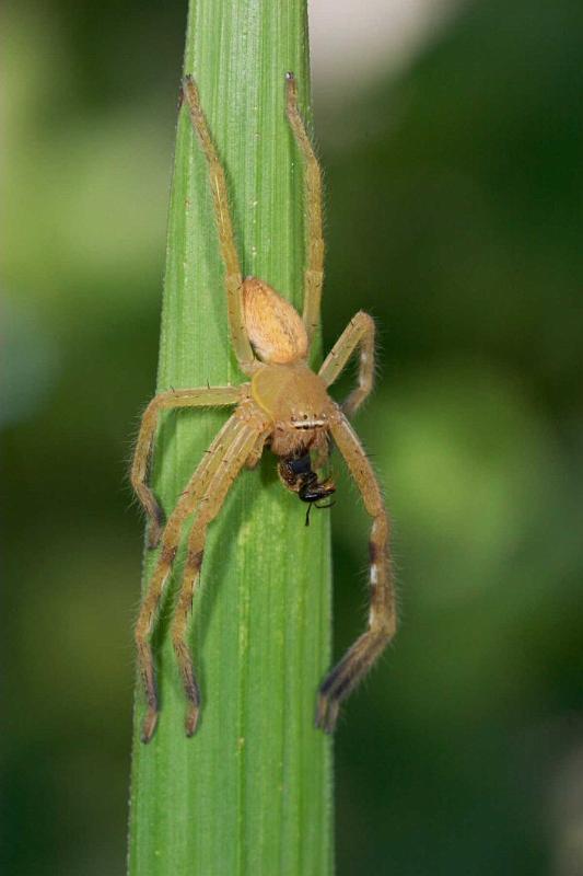 Neosparassus_ZZXYX_D2672_Z_83_-_Australie.jpg