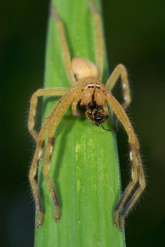Neosparassus_ZZXYX_D2673_Z_76_-_Australie.jpg