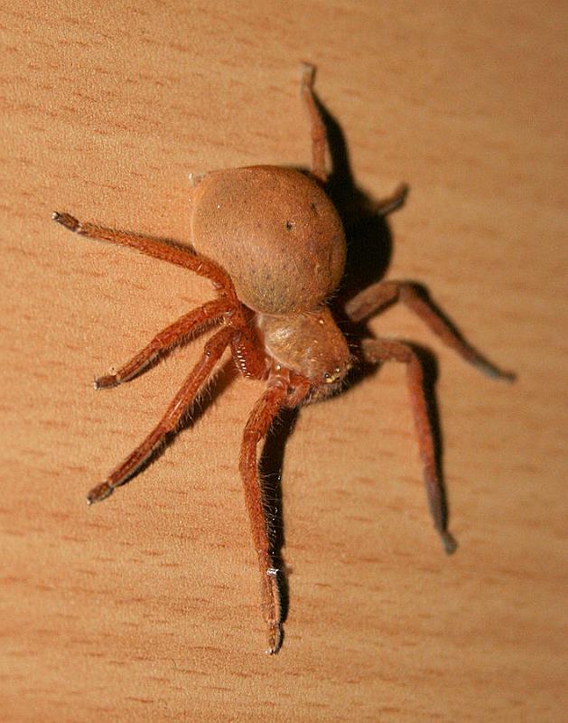 Neosparassus_diana_D7281_Z_86_Sorell_Australie.jpg