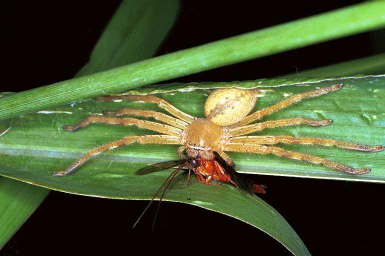 Neosparassus_salacius_F0655_Z_90_Giru_Australie.jpg