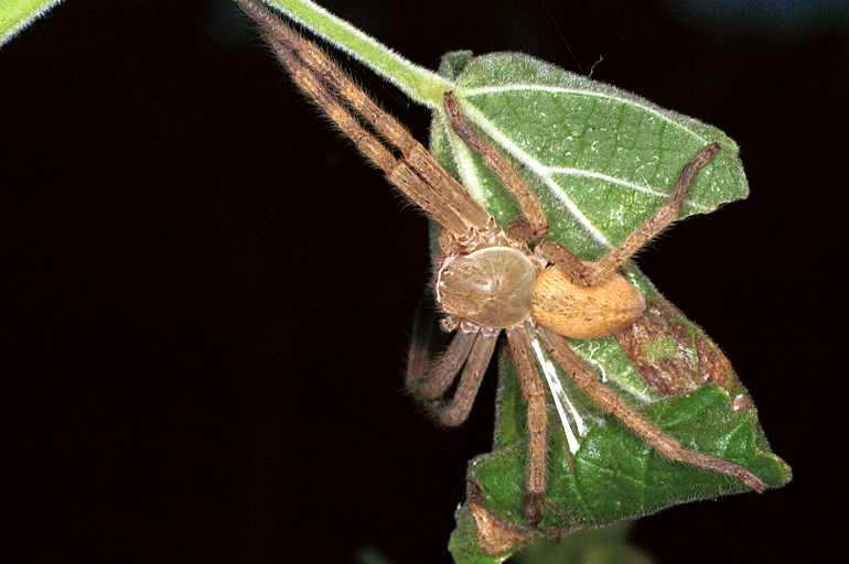 Neosparassus_salacius_F0656_Z_88_Giru_Australie.jpg