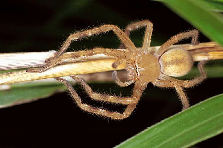 Neosparassus_salacius_F0704_Z_93_Giru_Australie.jpg