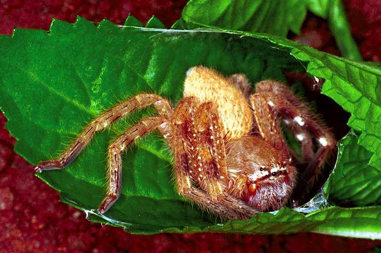 Neosparassus_salacius_F0736_Z_85_Marabee_Australie.jpg