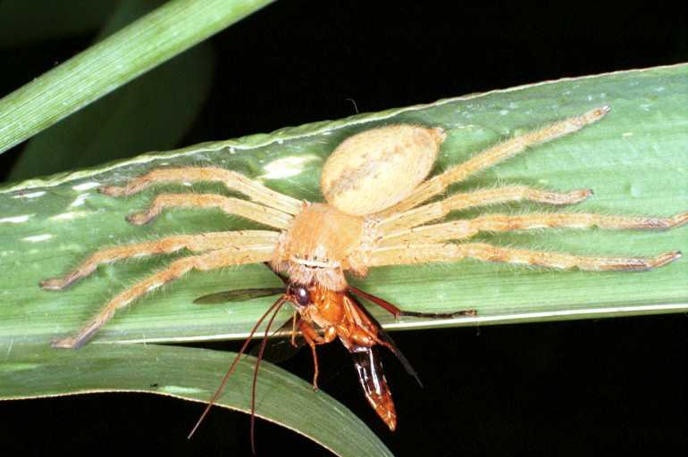 Neosparassus_salacius_RF0292_O_78_Giru_Australie.jpg
