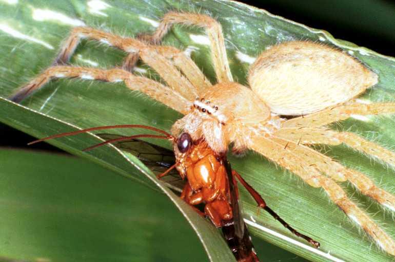 Neosparassus_salacius_RF0293_O_77_Giru_Australie.jpg