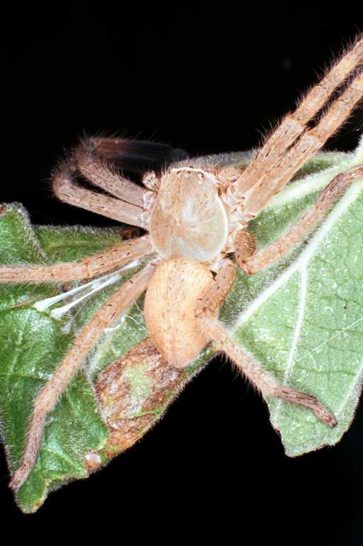 Neosparassus_salacius_RF0298_O_78_Giru_Australie.jpg