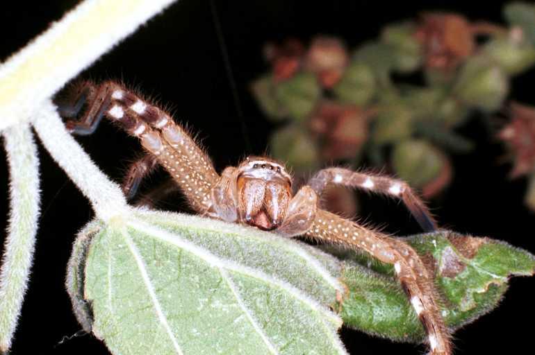 Neosparassus_salacius_RF0299_O_85_Giru_Australie.jpg
