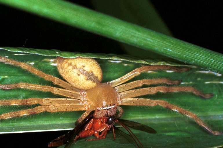 Neosparassus_salacius_RF0360_O_81_Giru_Australie.jpg