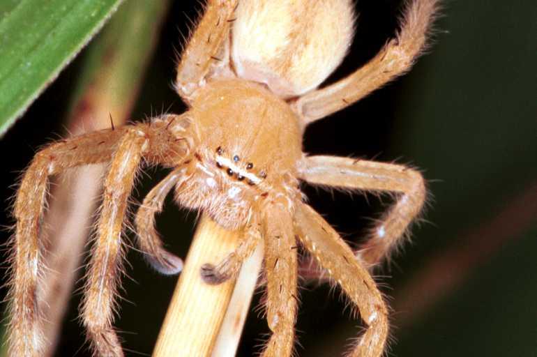 Neosparassus_salacius_RF0375_O_82_Giru_Australie.jpg