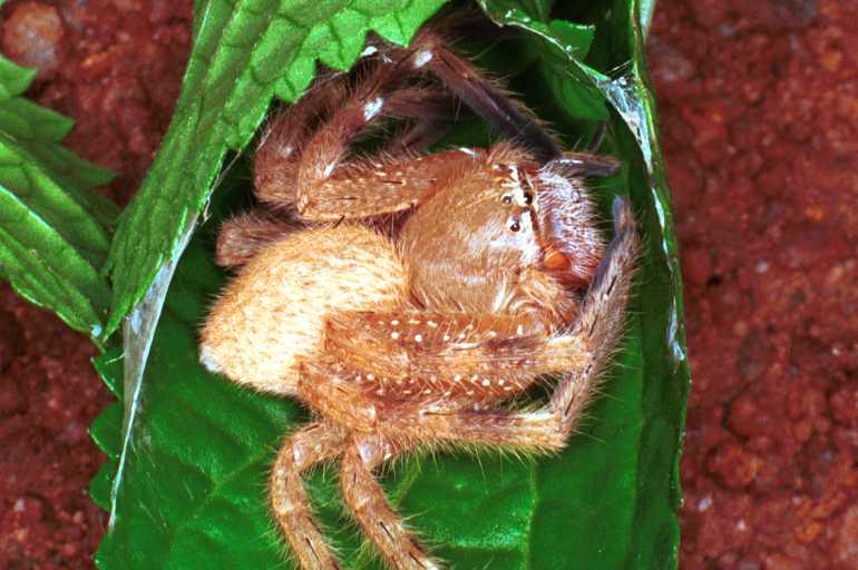 Neosparassus_salacius_RF0410_O_78_Marabee_Australie.jpg