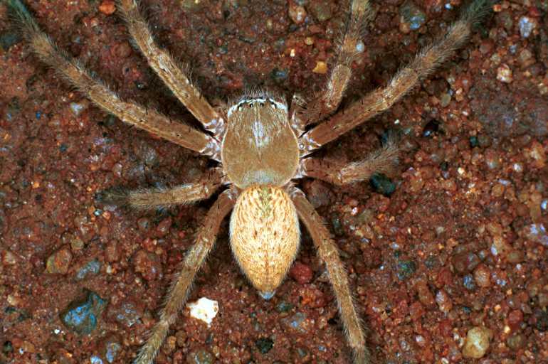 Neosparassus_salacius_RF0412_O_80_Marabee_Australie.jpg