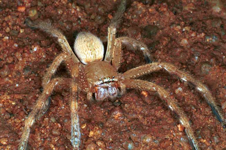 Neosparassus_salacius_RF0413_O_80_Marabee_Australie.jpg