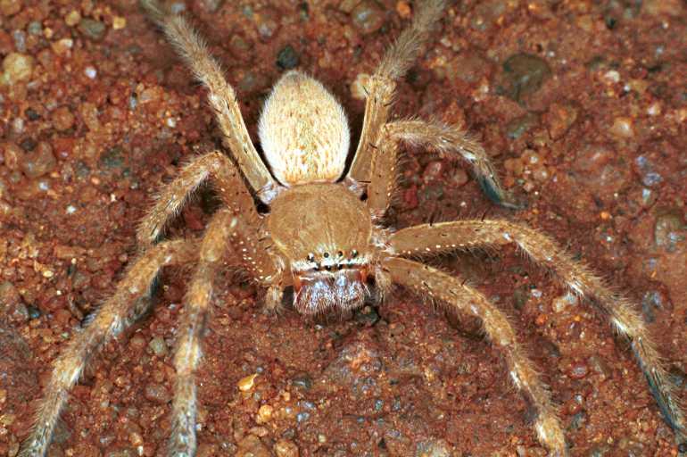 Neosparassus_salacius_RF0414_O_78_Marabee_Australie.jpg