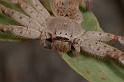 Delena_cancarides_D2643_Z_86_-_Australie
