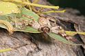 Delena_cancarides_D2644_Z_88_-_Australie