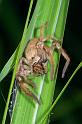 Delena_cancarides_D2646_Z_89_-_Australie
