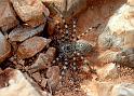 Eusparassus_walckenaeri_D8222_O_90_Lefkas_Griekenland
