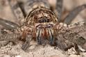 Heteropoda_ZZ279_D2647_Z_89_-_Australie