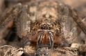 Heteropoda_ZZ279_D2648_Z_89_-_Australie