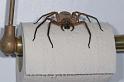 Heteropoda_ZZ279_D2649_Z_87_-_Australie