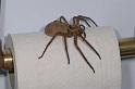 Heteropoda_ZZ279_D2650_Z_88_-_Australie