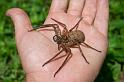 Heteropoda_ZZ279_D2651_Z_87_-_Australie