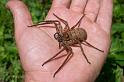 Heteropoda_ZZ279_D2652_Z_87_-_Australie