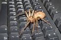 Heteropoda_ZZ279_D2653_Z_89_-_Australie