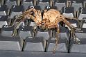 Heteropoda_ZZ279_D2654_Z_89_-_Australie