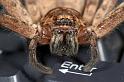 Heteropoda_ZZ279_D2655_Z_87_-_Australie