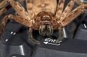 Heteropoda_ZZ279_D2656_Z_88_-_Australie
