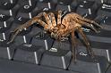 Heteropoda_ZZ279_D2657_Z_87_-_Australie