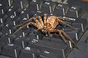 Heteropoda_ZZ279_D2658_Z_87_-_Australie