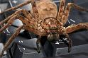 Heteropoda_ZZ279_D2659_Z_87_-_Australie