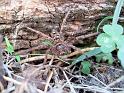 Heteropoda_ZZ451_D5989_Z_88_Rockhampton_Australie