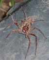 Heteropoda_cervina_D6337_Z_90_Brisbane_Australie