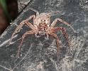 Heteropoda_cervina_D6338_Z_89_Brisbane_Australie