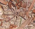 Heteropoda_cervina_D6342_Z_90_Brisbane_Australie