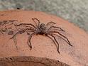Heteropoda_cervina_D6705_Z_90_Brisbane_Australie