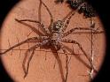 Heteropoda_cervina_D6707_Z_85_Brisbane_Australie