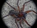 Heteropoda_cervina_D6721_Z_86_Brisbane_Australie