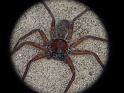 Heteropoda_cervina_D6722_Z_85_Brisbane_Australie