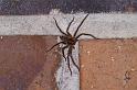 Heteropoda_jugulans_D4147_Z_85_Toowoomba_Australie