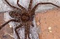 Heteropoda_jugulans_D4148_Z_89_Toowoomba_Australie