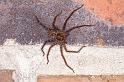 Heteropoda_jugulans_D4149_Z_90_Toowoomba_Australie