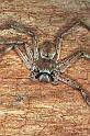 Holconia_flavida_F0564_Z_82_Carnavon_Australie